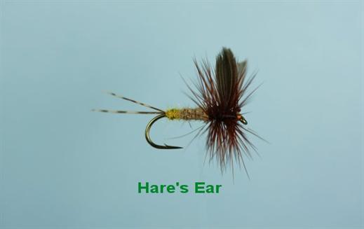 Hare's Ear Winged